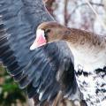 Pacific White-fronted Goose closeup Pacific White-fronted Goose closeup